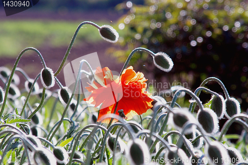 Image of Poppies buds 