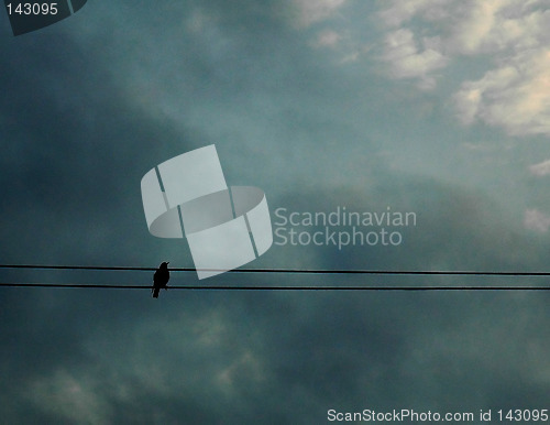 Image of Bird resting in the line