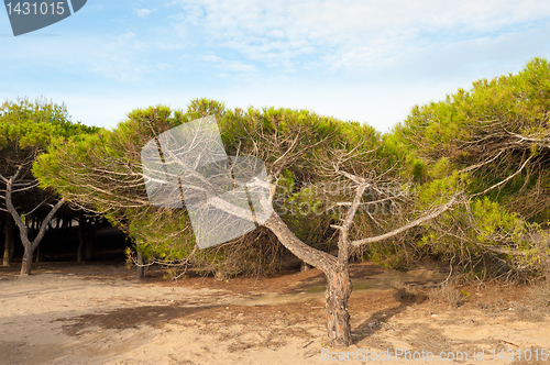 Image of Windswept trees