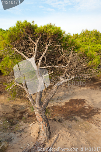 Image of Windswept trees