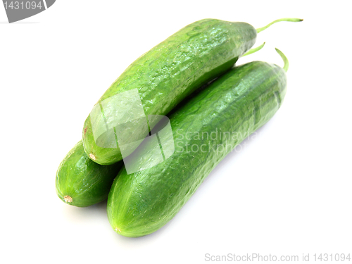 Image of The fresh green cucumber 