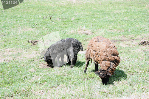 Image of Suffolk baby sheep with mother sheep on the farm