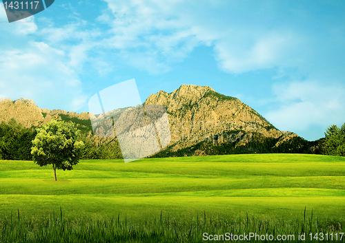 Image of Green grass
