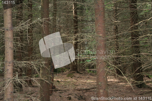 Image of Forest of death