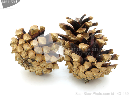 Image of Pine cones