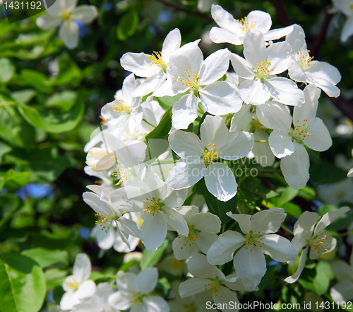 Image of apple blossom close-up. White flowers