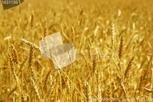 Image of Yellow grain ready for harvest growing in a farm field