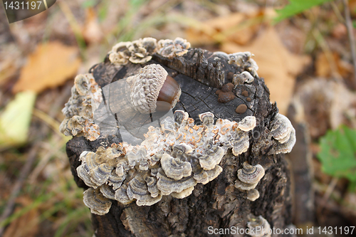 Image of Autumn acorns