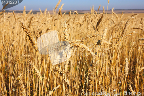 Image of Wheat field against a blue sky