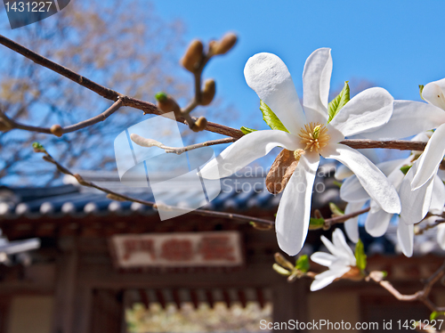 Image of Blooming magnolia