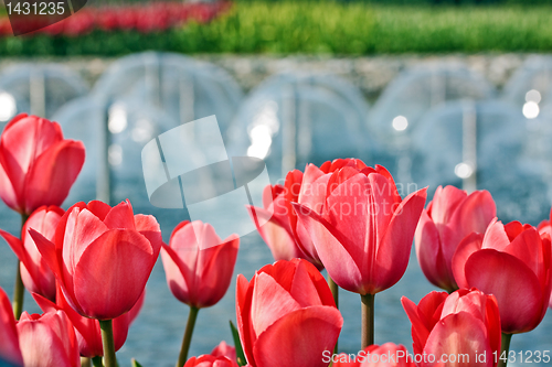 Image of Red tulips