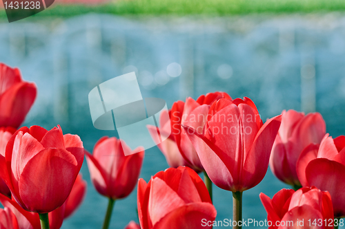 Image of Red tulips on blurry background