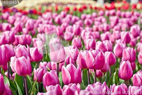 Image of Pink tulips 