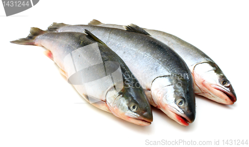 Image of Fresh fish