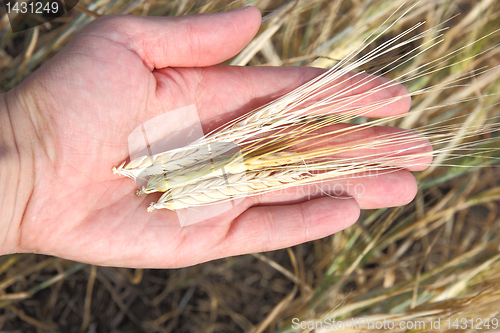 Image of Wheat and hands