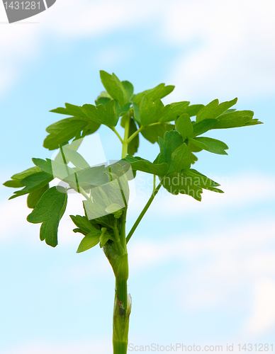 Image of fresh leaf herb parsley  on sky