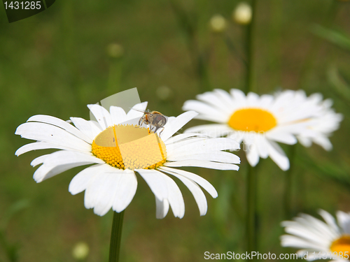 Image of concept of sunny spring with flowers and bee
