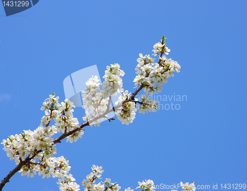 Image of apple blossom close-up. White flowers