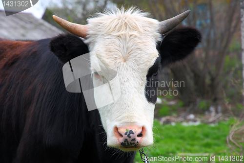 Image of head cow (bull) horns