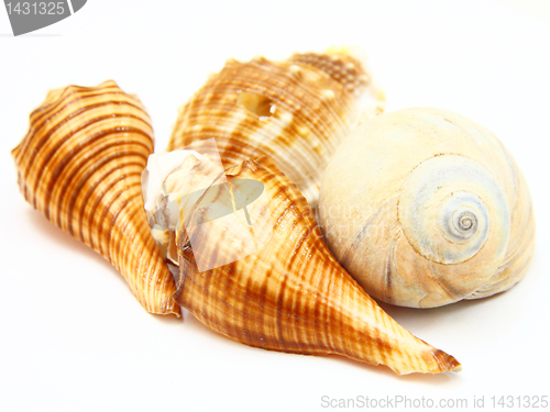 Image of Sea shell with reflection on white background