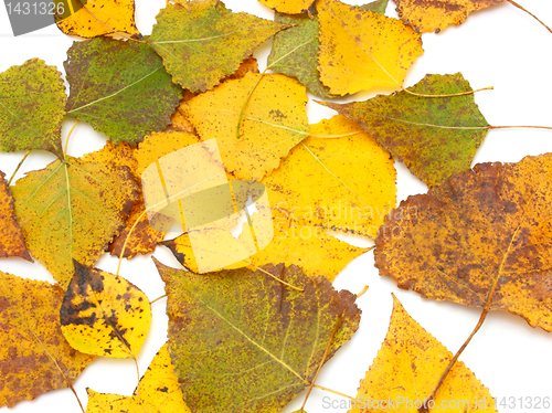 Image of Yellow leaves