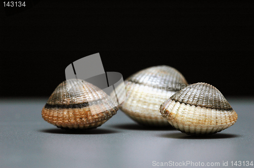 Image of Shells