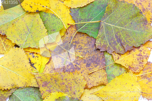 Image of Yellow leaves