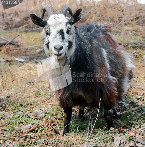 Image of bearded goat 