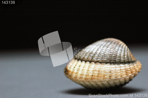 Image of Shell