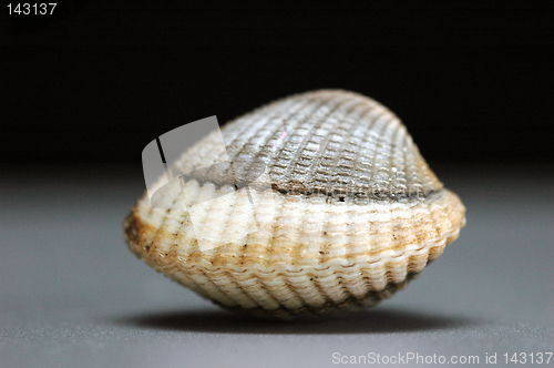 Image of Shell