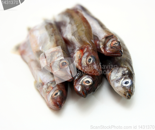 Image of Capelin fish isolated on the white background