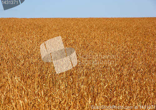 Image of Yellow grain ready for harvest growing in a farm field