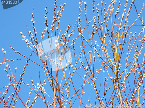 Image of willow branch against the blue sky 