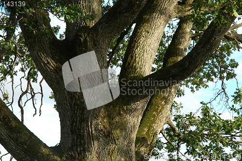 Image of Old oak tree