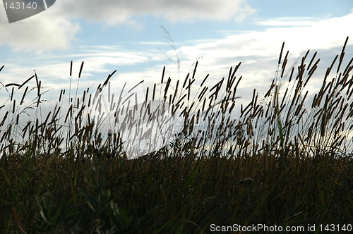 Image of Grass against evening sky