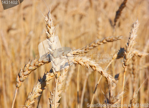 Image of Fields of wheat