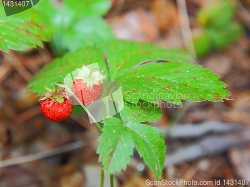 Image of strawberries closeup with green leaves