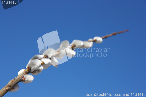 Image of willow branch against the blue sky