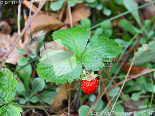 Image of strawberries closeup with green leaves