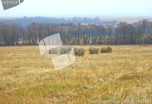 Image of Rolls of fresh hay 