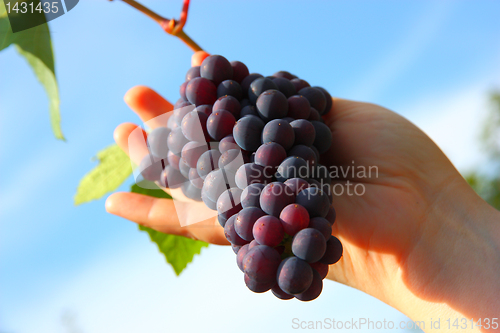 Image of hand holding grape clusters against blue sky