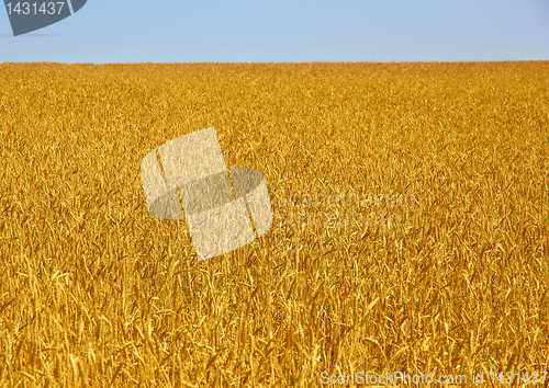 Image of Yellow grain ready for harvest growing in a farm field
