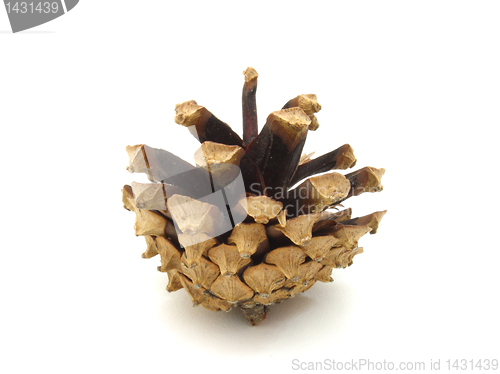 Image of Pine cones 