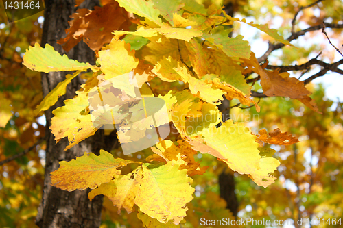 Image of Beautiful autumn time