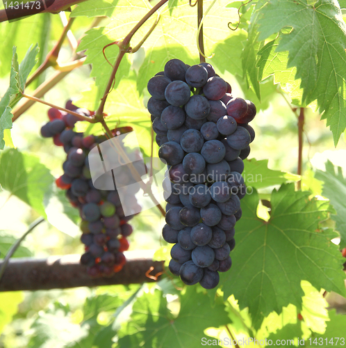 Image of Blue grape with green leaf