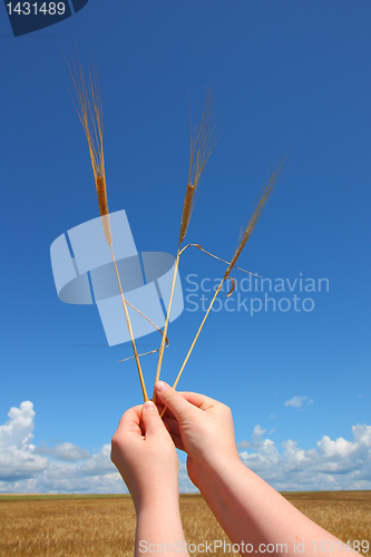 Image of hand holding ears of wheat against blue sky