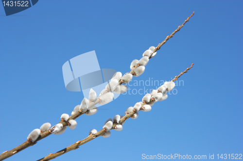 Image of willow branch against the blue sky 