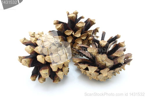 Image of Pine cones 