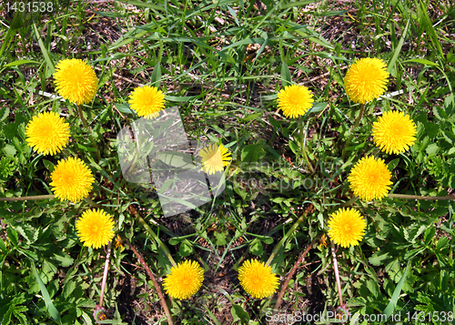 Image of heart made of yellow dandelions on green grass