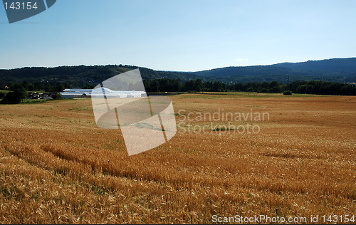 Image of Cornfield